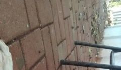 Bombeiros resgatam animal agredido