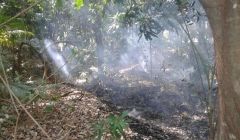 Fogo destruiu 60% de reserva em nascente de córrego