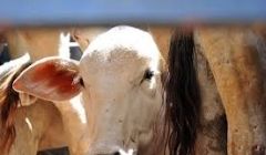 Bandidos roubaram caminhão carregado com gado em Minas Gerais.