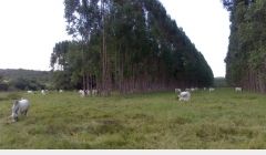 Emater instala unidade de referência em ILPF em Quirinópolis