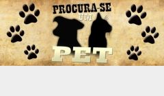 Cachorro está desaparecido