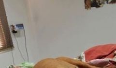 Cadela é estuprada em Quirinópolis