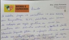 Morre a cadela estuprada em Quirinópolis