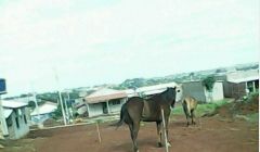 Animais soltos provocam estratos e tiram sossego da população