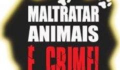 Homem usa pedaço de madeira para espancar cadelinha