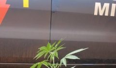 Detido rapaz que plantava maconha em vaso