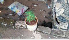 Detido rapaz que cultivava maconha em casa