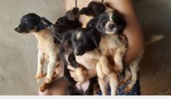 Feira para adoção de cães será realizada neste sábado (12)