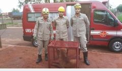 Bombeiros resgatam lobo-guará em Quirinópolis