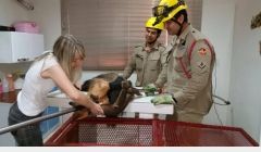 Bombeiros resgatam Tamanduá em Rua de Quirinópolis