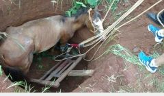 Bombeiros resgataram égua que havia caído em um poço, no Bairro Morada  Nova.