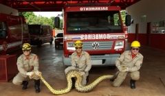 Bombeiros capturam sucuri em Quirinópolis, GO