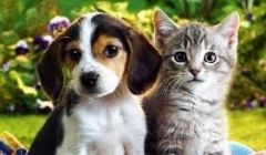 Cartório de Quirinópolis começa hoje a registrar cães e gatos. 