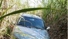 Veículos roubados são encontrados em canavial