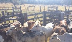 Polícia Militar de Quirinópolis recupera gado furtado em Jataí