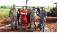 Bombeiros resgataram égua que havia caído em fossa