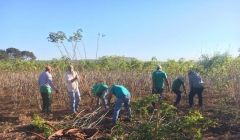 Juiz doa quatro toneladas de mandioca a instituições carentes de Quirinópolis